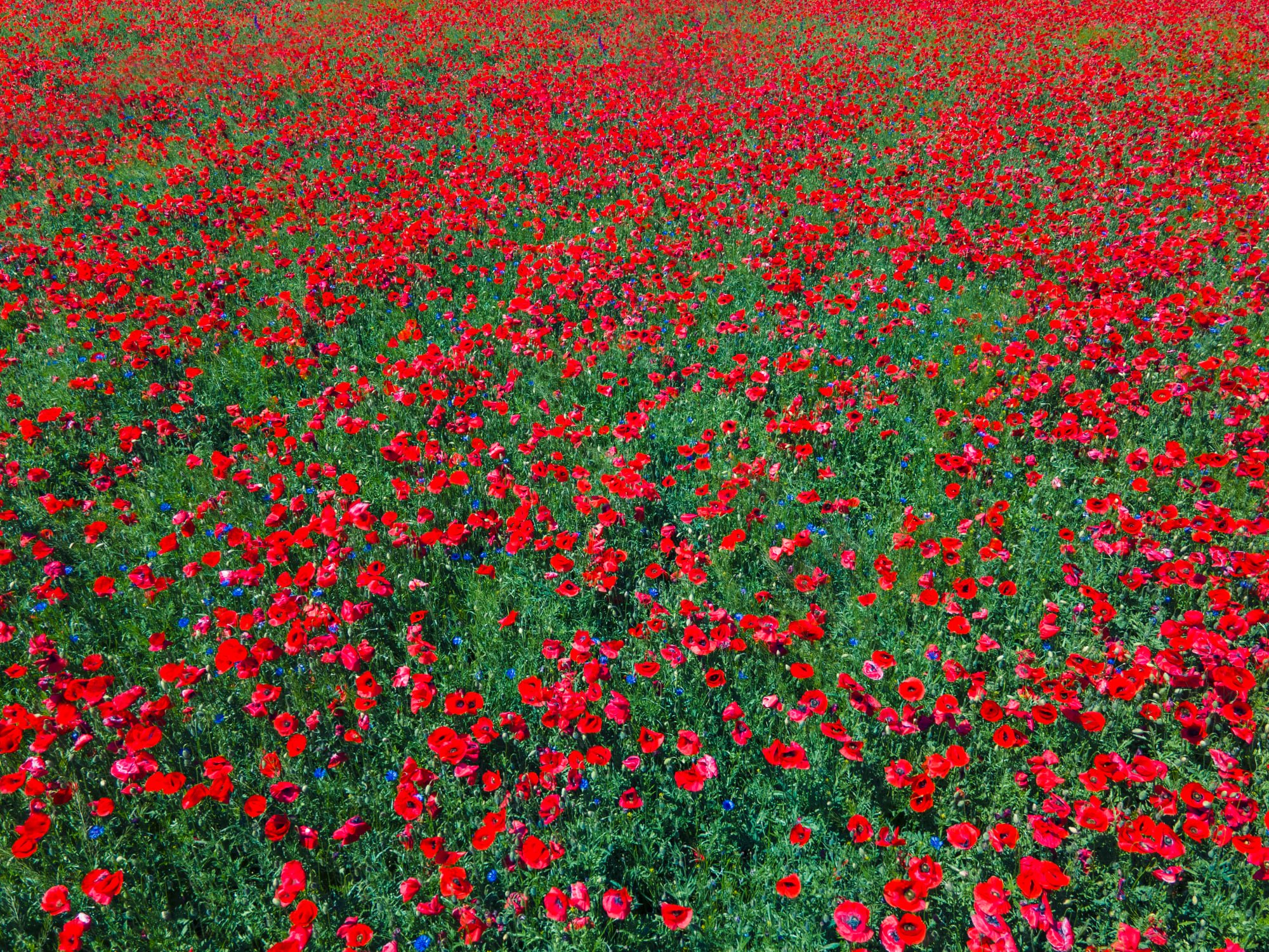 Жгучее маковое поле: украинцев поразили невероятно красивые фото