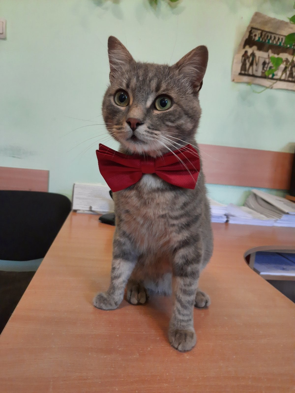 В Черновцах коммунальщики взяли на работу кота: трогательная история пушистика