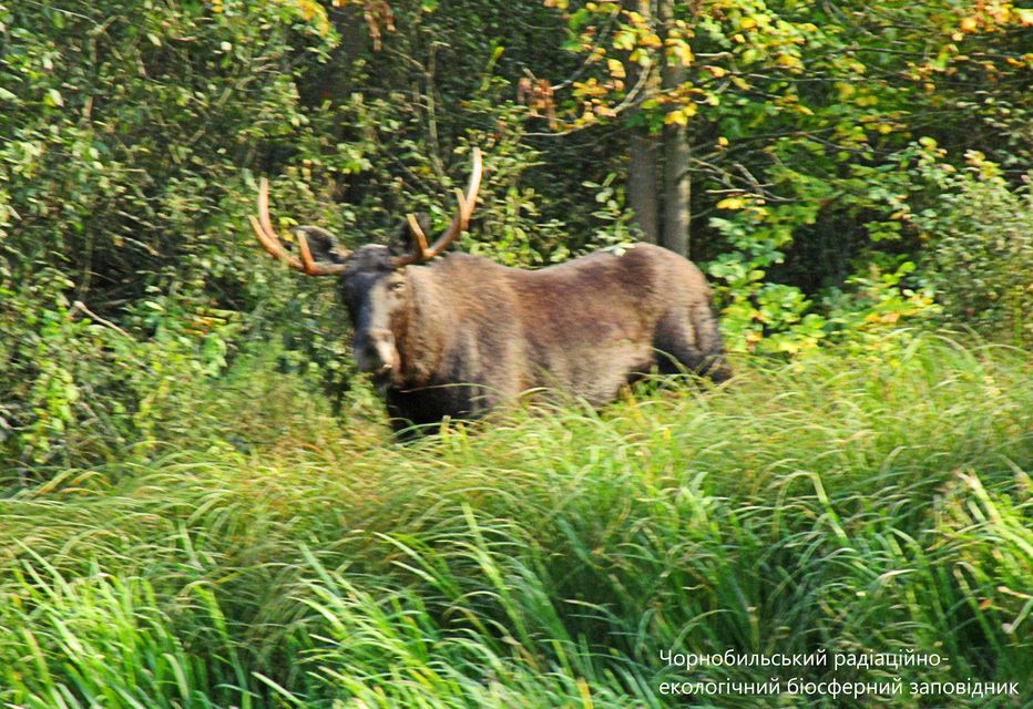 У Чорнобилі показали величних тварин: родичі оленя
