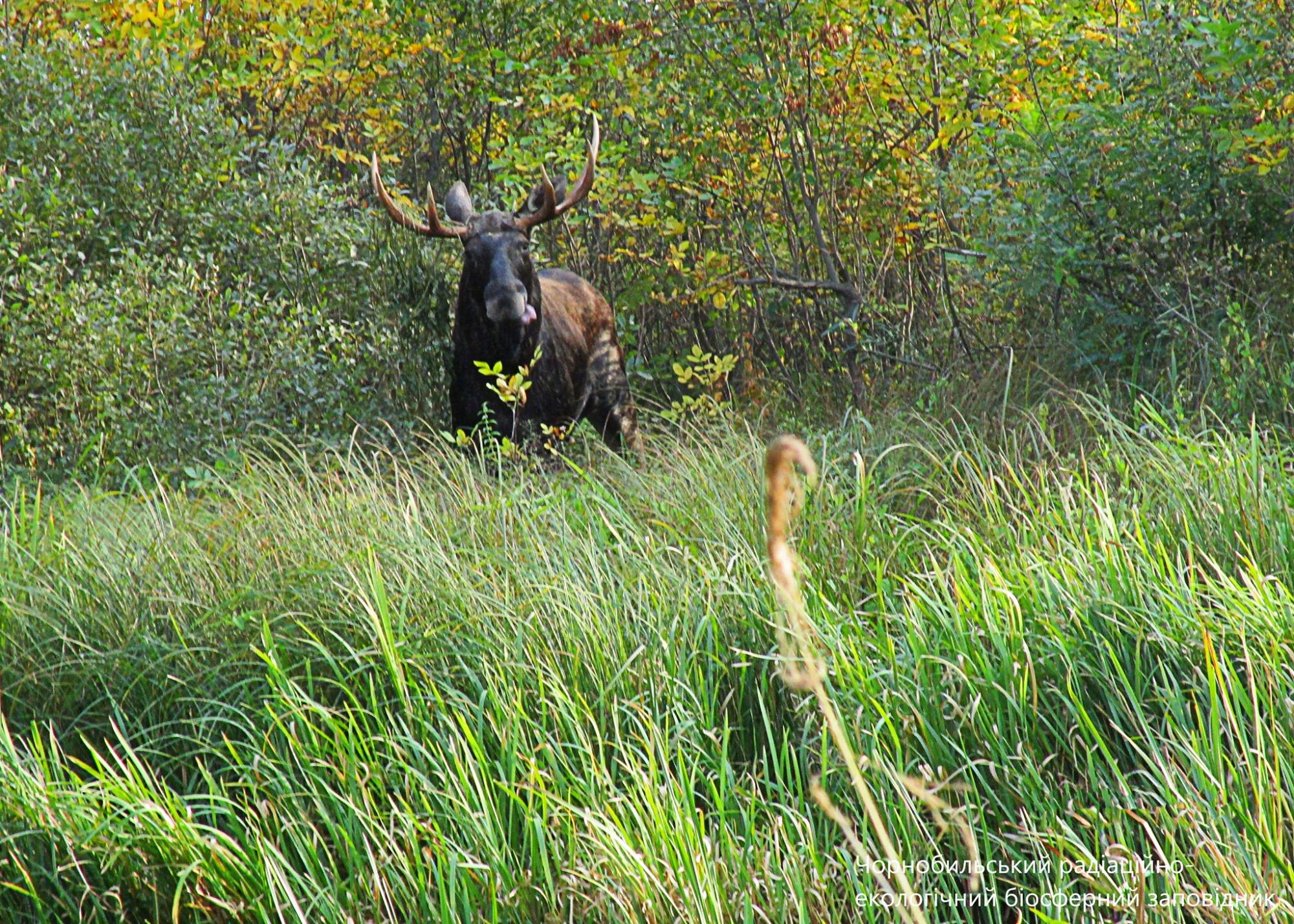 У Чорнобилі показали величних тварин: родичі оленя