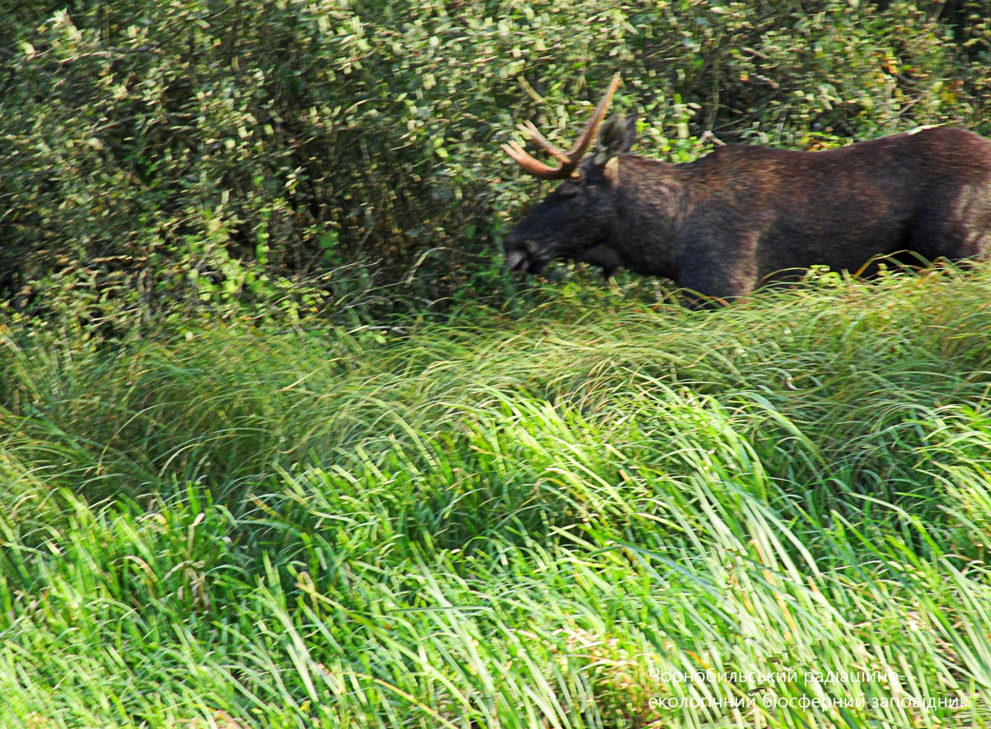 У Чорнобилі показали величних тварин: родичі оленя