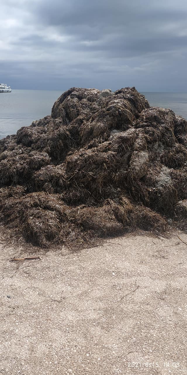 Страшная вонь и куча водорослей: украинцы расстроены отдыхом на популярном курорте