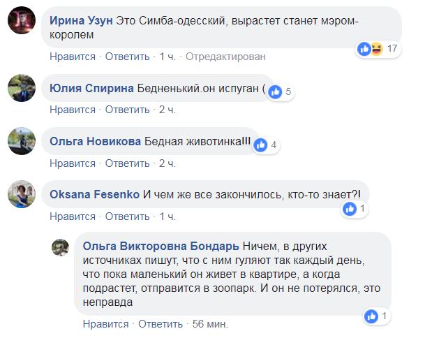 Хижак у місті: в Одесі по вулиці блукало самотнє левеня