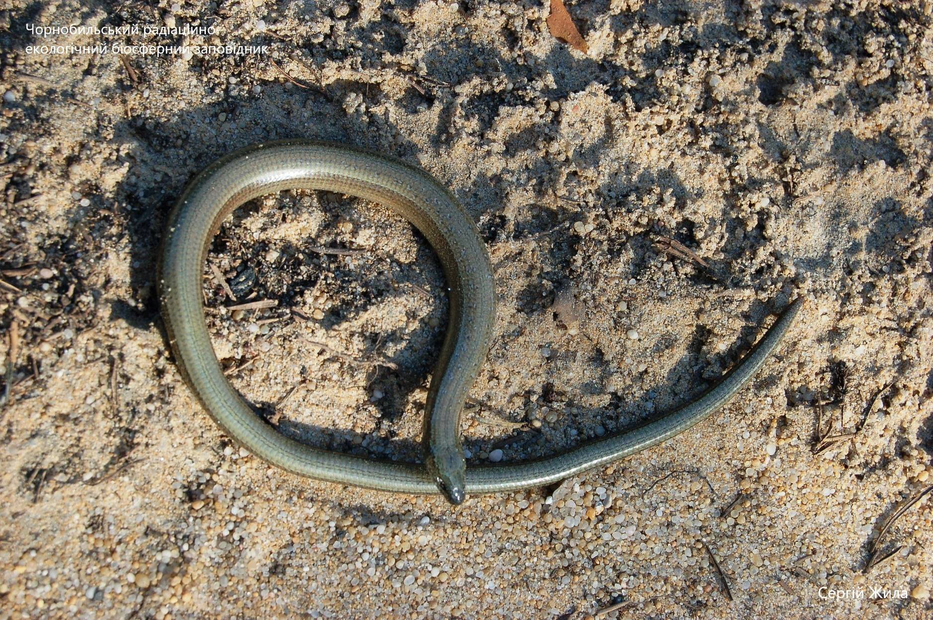 В Чернобыле показали редкую безногую ящерицу: можно перепутать со змеей