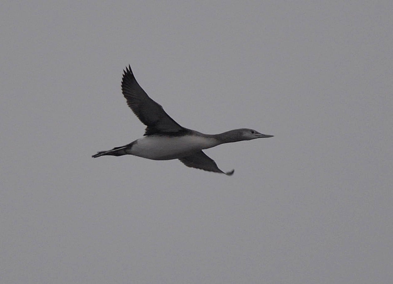 В Чернобыле впервые заметили птицу с голосом человека (фото)