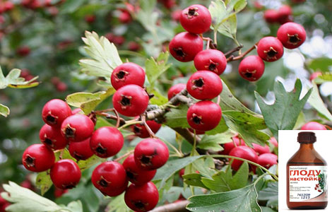 Доступного алкоголю не буде: Супрун розповіла про настойку глоду