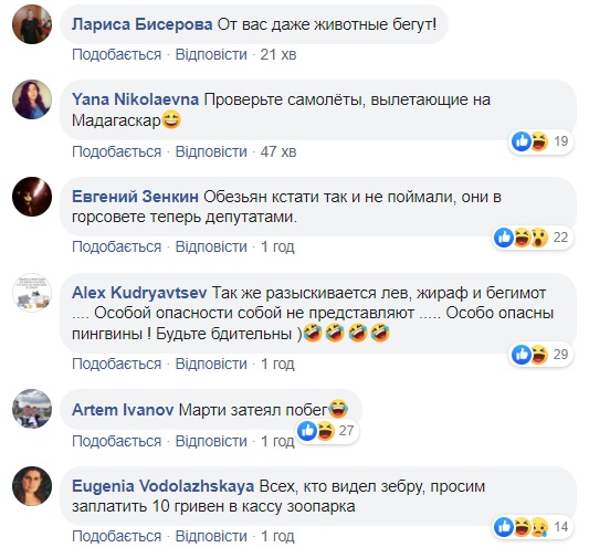 Ловити небезпечно: по Харкову розгулює зебра, яка втекла з екопарку