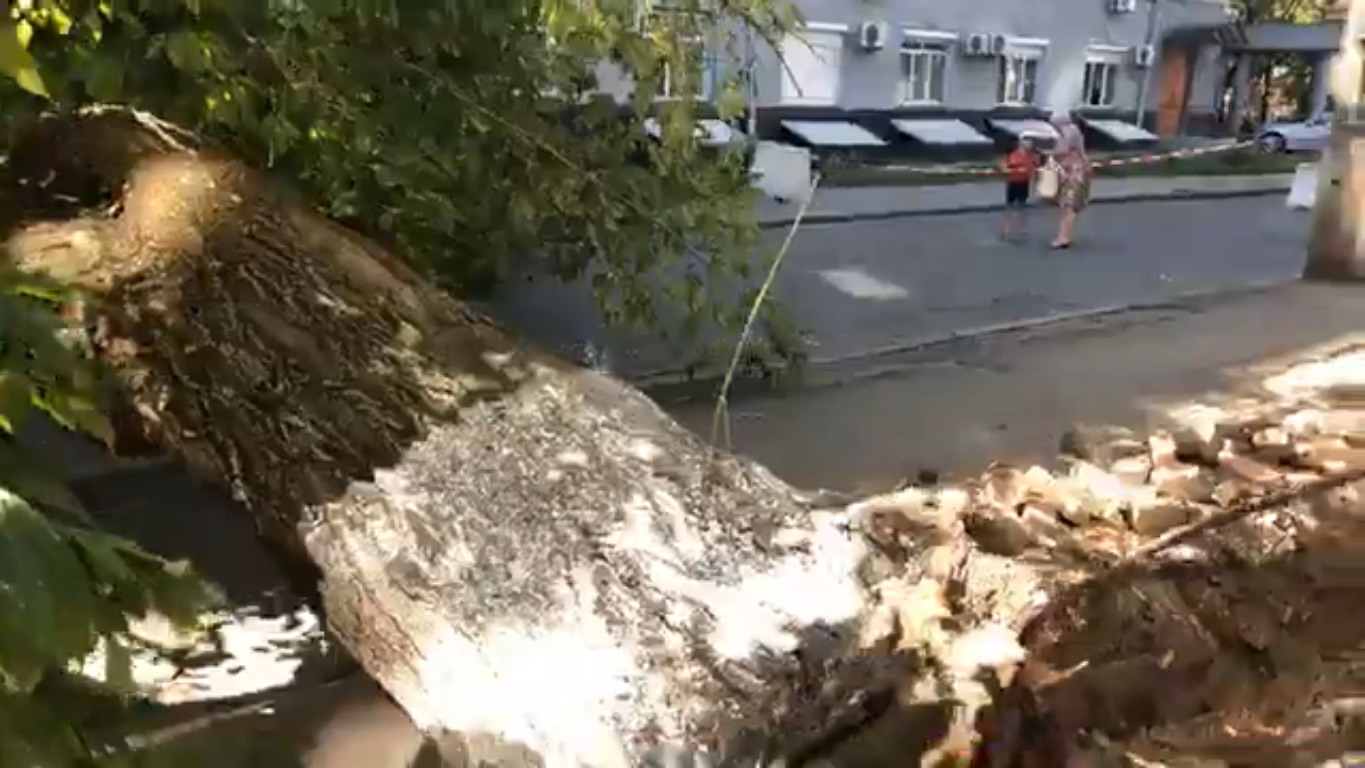 У Києві величезне дерево впало на жінку: всі деталі НП і відео