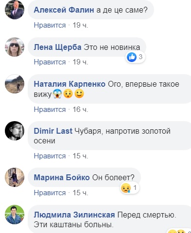 Весна летом: в Киеве вновь зацвели каштаны (фото)