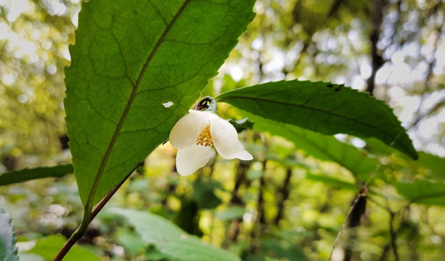 В Украине среди осени зацвел чай на уникальной плантации: яркие фото