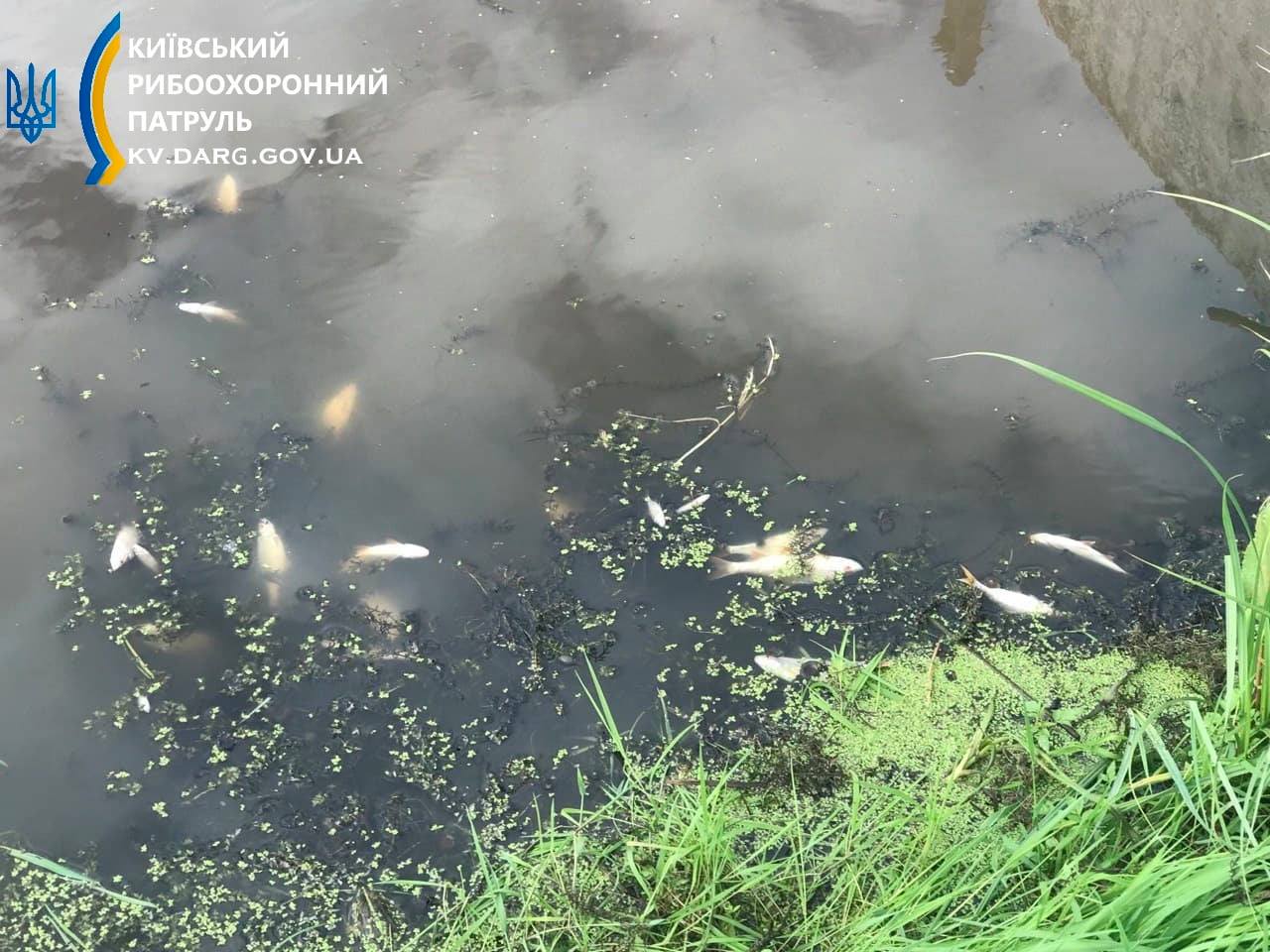 Под Киевом река превратилась в коричневую жижу с мертвой рыбой: фото экокатастрофы