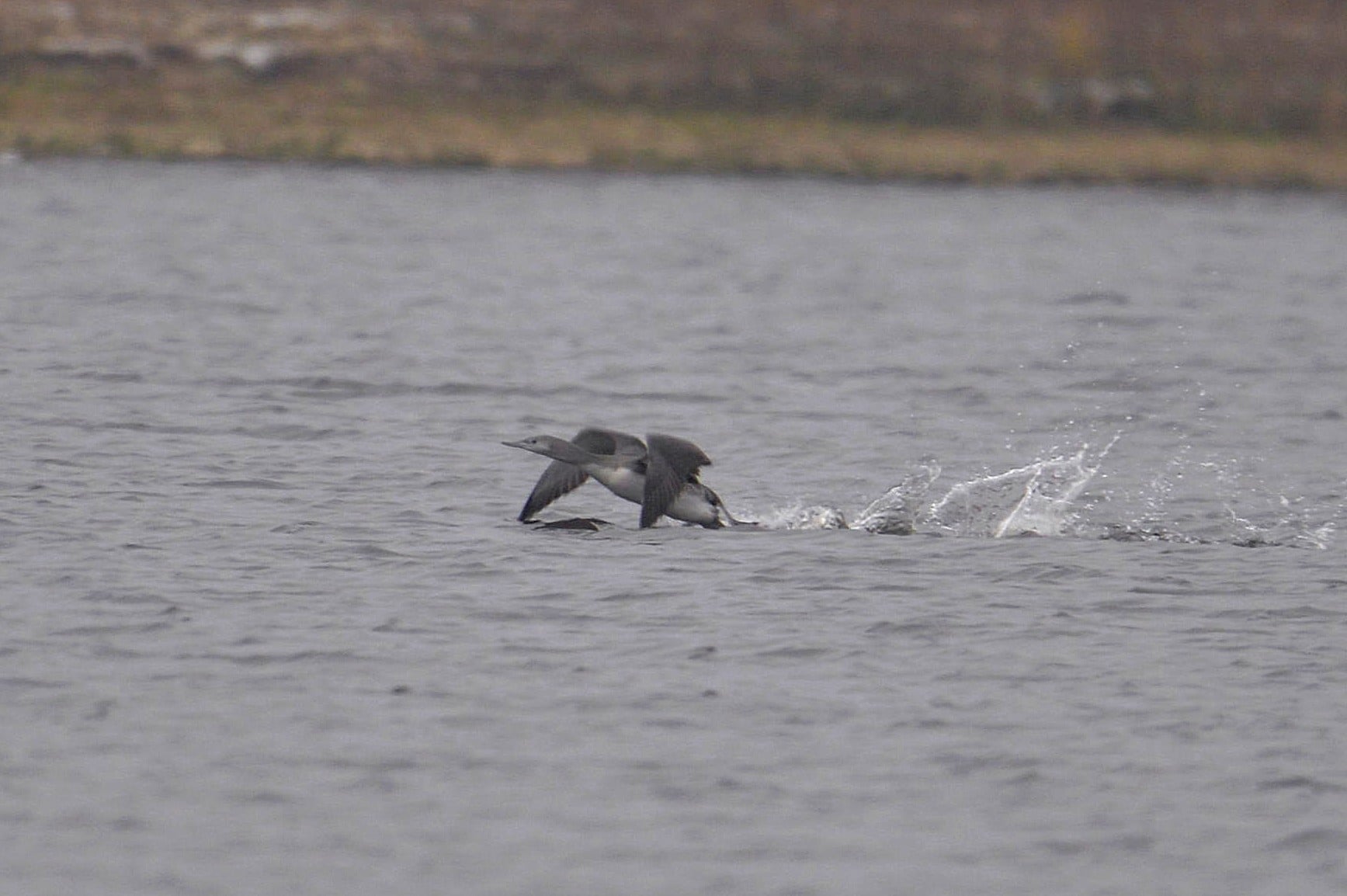 В Чернобыле впервые заметили птицу с голосом человека (фото)