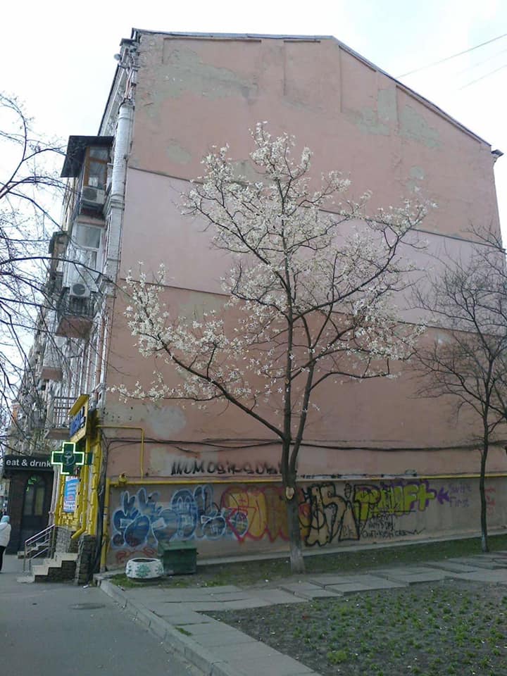 В Киеве рекламщики обрубили магнолию ради установки билборда: было знаковым деревом (фото)