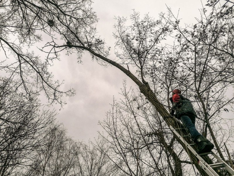 Под Киевом спасли енота Кирюшу, который взобрался на 12-метровое дерево: как это было (фото)