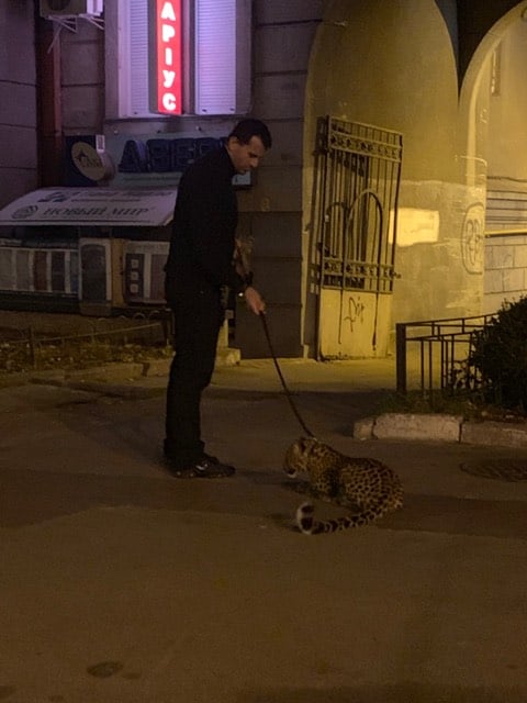 Мужчина гулял с леопардом по улицам Киева: появились фото
