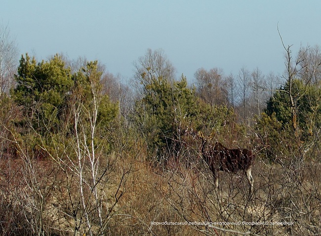 Аномальная зима: появились впечатляющие фото животных Чернобыля