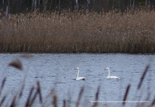 Аномальна зима в Чорнобилі: з'явилися фото унікальних тварин