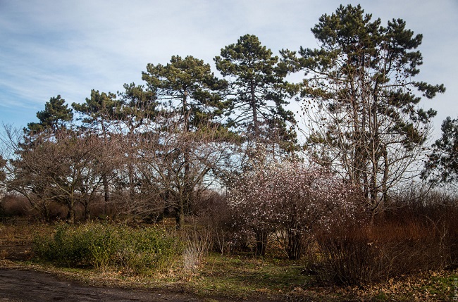 В Одесі через аномальну зиму розквітнув сад: фантастичні фото
