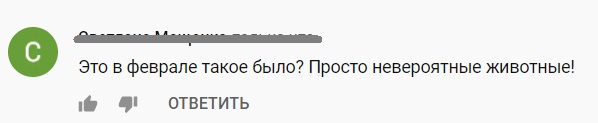 Аномальна зима: на Азовському морі дельфіни вистрибують на берег (відео)