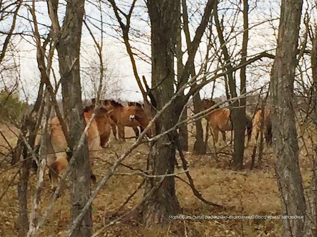 З'явилися нові фото зниклих тварин з Чорнобильської зони