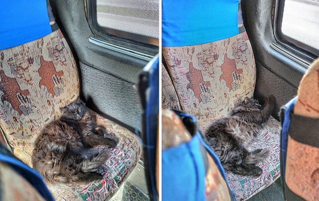 У запорізьких маршрутках подорожує кіт: їздить сам по собі