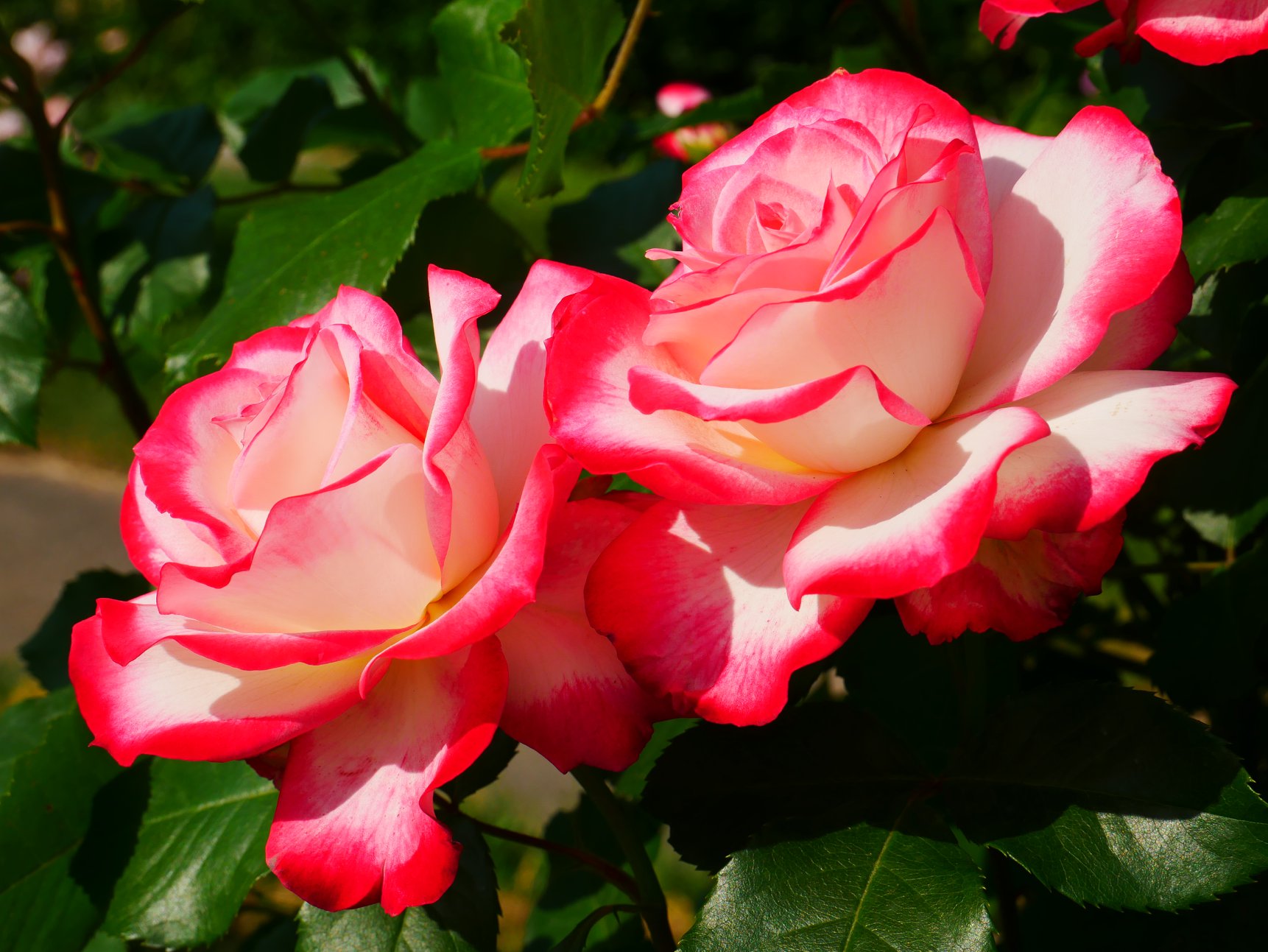 В Киеве распустились уникальные розы: неземную красоту показали на фото