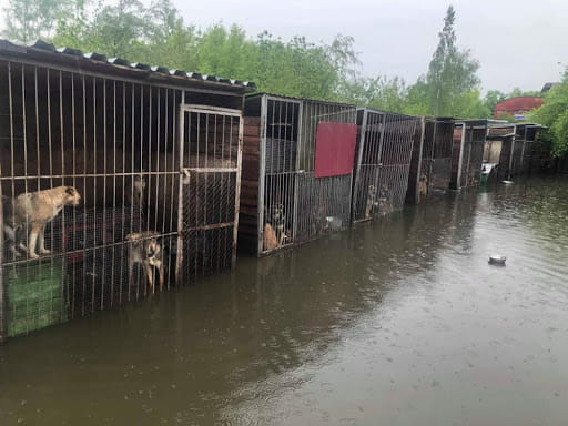 Під Івано-Франківськом затопило собачий притулок: зоозахисники просять про допомогу
