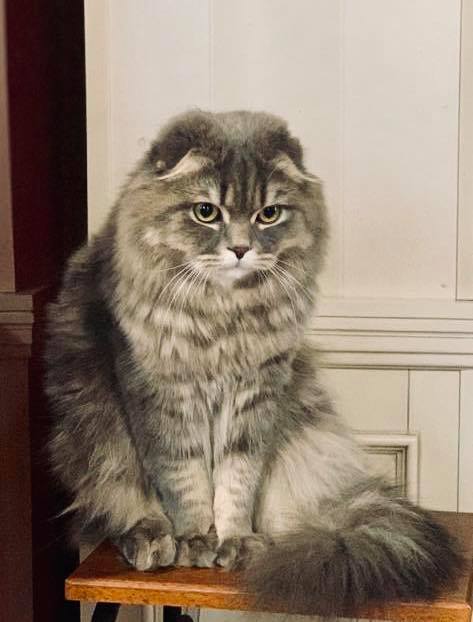 Елена Зеленская показала грустного кота: к чему это?