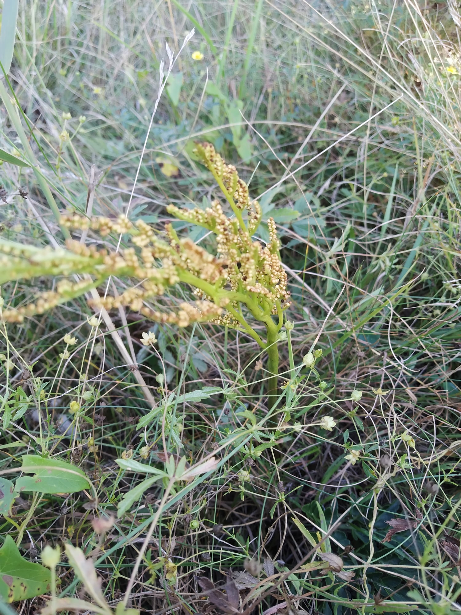 Під Києвом знайшли &quot;червонокнижні&quot; рослини: зустрічаються дуже рідко