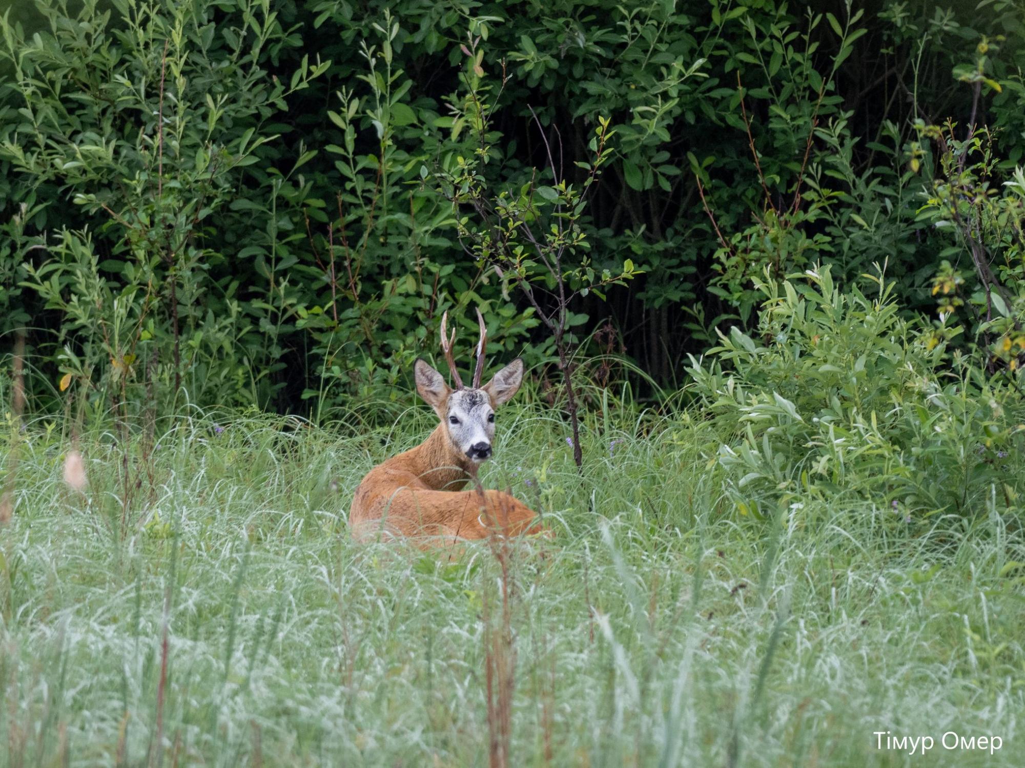 У Чорнобилі показали тварину неймовірної краси: вона дуже полохлива