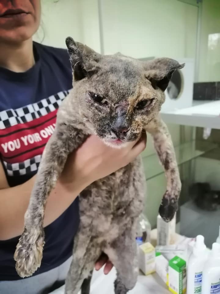 Опіки та інші травми: волонтери показали тварин, постраждалих у пожежі під Луганськом