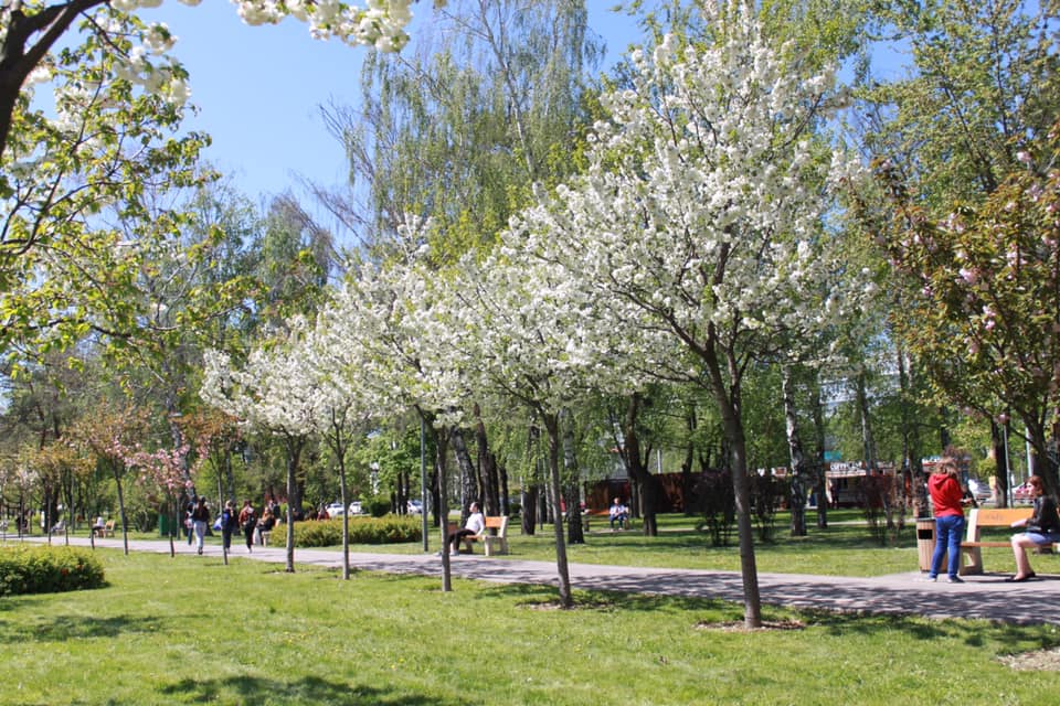 В Киеве зацвела самая длинная аллея сакур Украины: появились красочные фото