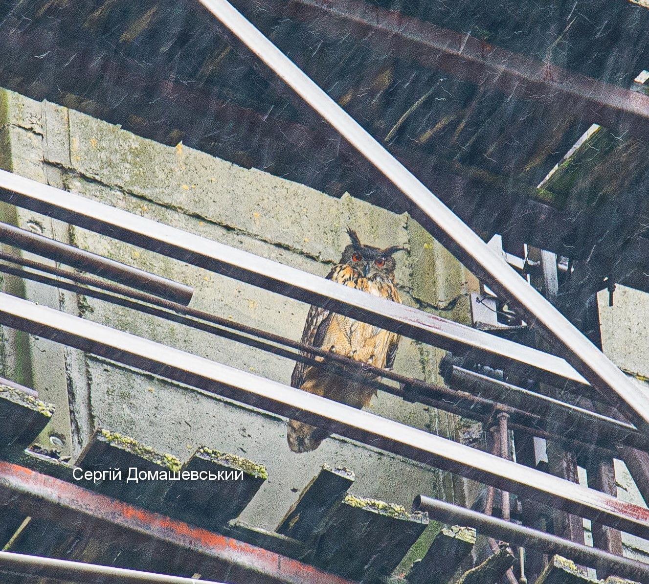 У Чорнобилі величезний хижий птах оселився прямо на градирні ЧАЕС (фото)