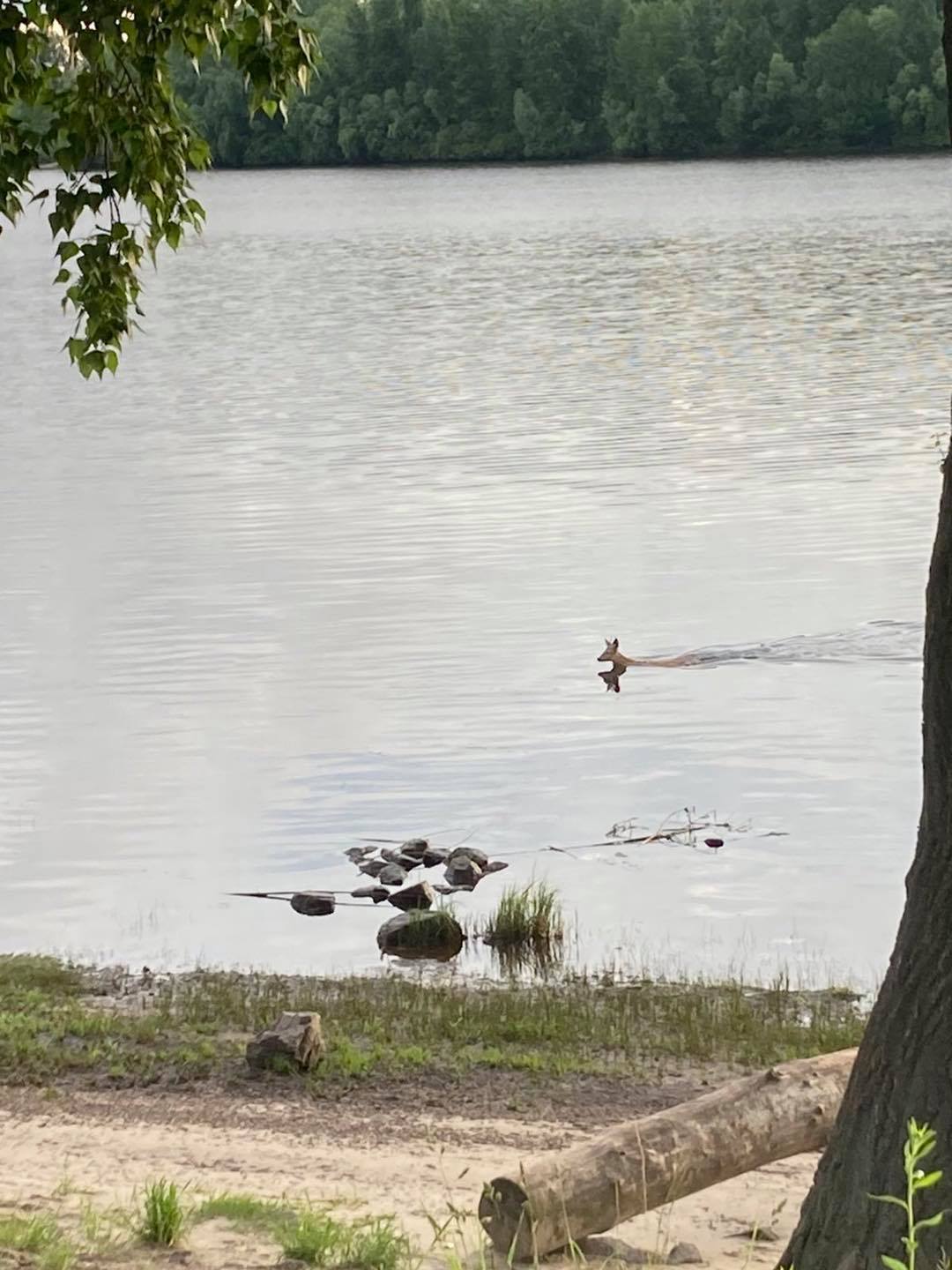 У Києві помітили косулю, яка перепливла Дніпро