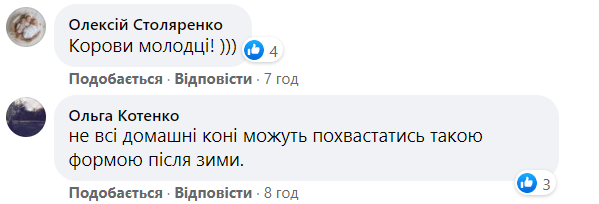 Как животные в Чернобыле пережили зиму: фото из заповедника
