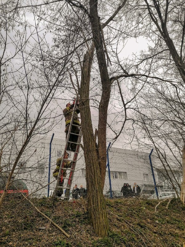 Под Киевом спасли енота Кирюшу, который взобрался на 12-метровое дерево: как это было (фото)