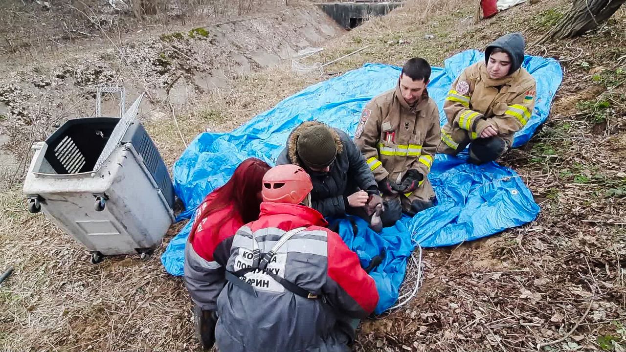 Под Киевом спасли енота Кирюшу, который взобрался на 12-метровое дерево: как это было (фото)