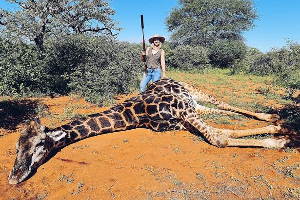 У ПАР чоловік з дружиною на 14 лютого вбили жирафа і зробили з його серця &quot;валентинку&quot;