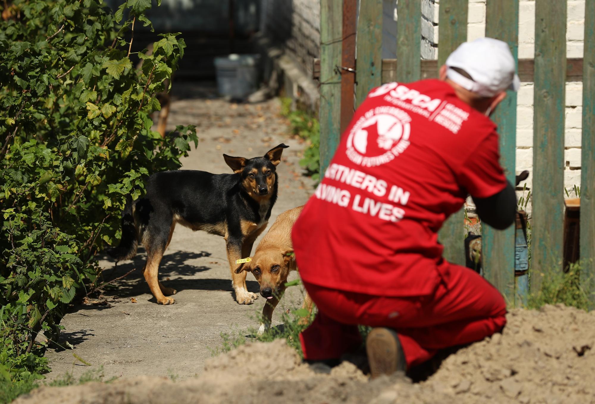 Ученый рассказал печальную правду о животных в Чернобыле: было дикое стадо