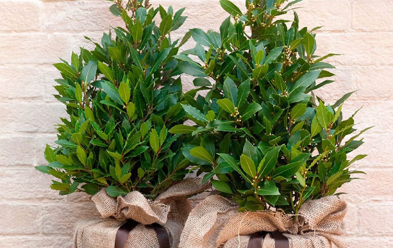 Ці кімнатні рослини принесуть здоров'я у ваш дім