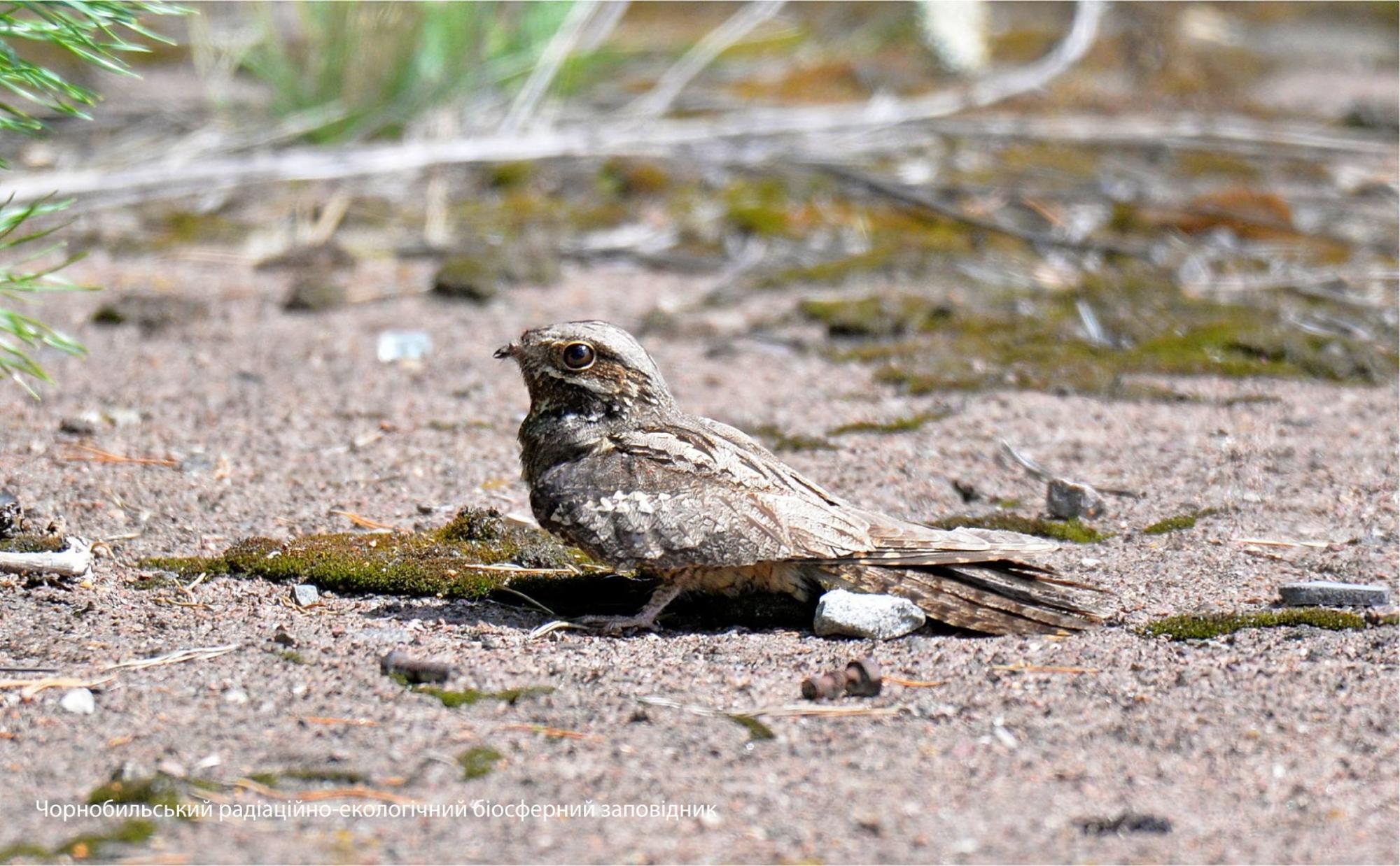 У Чорнобилі показали птаха-привида: дивовижні фото
