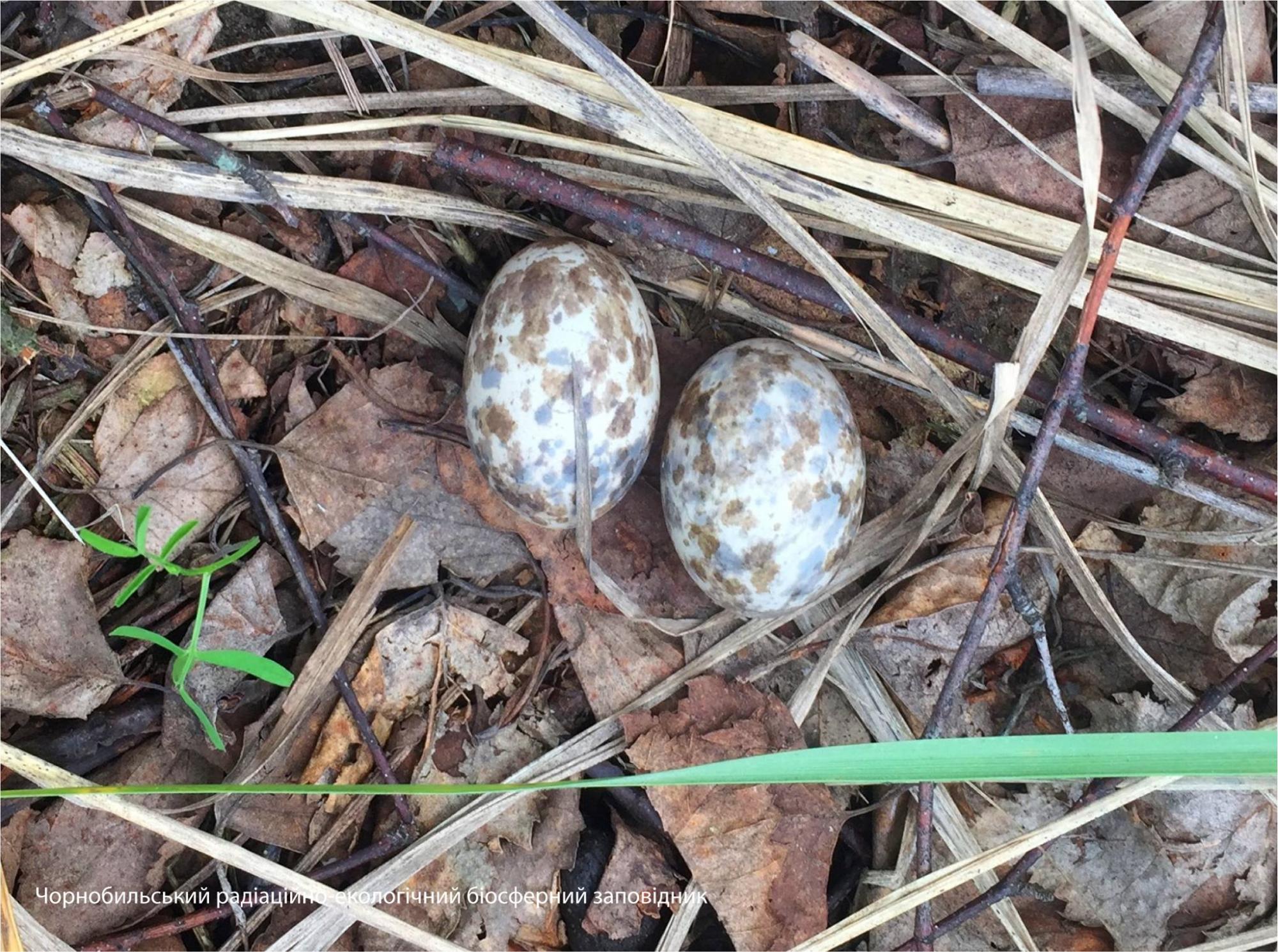 У Чорнобилі показали птаха-привида: дивовижні фото