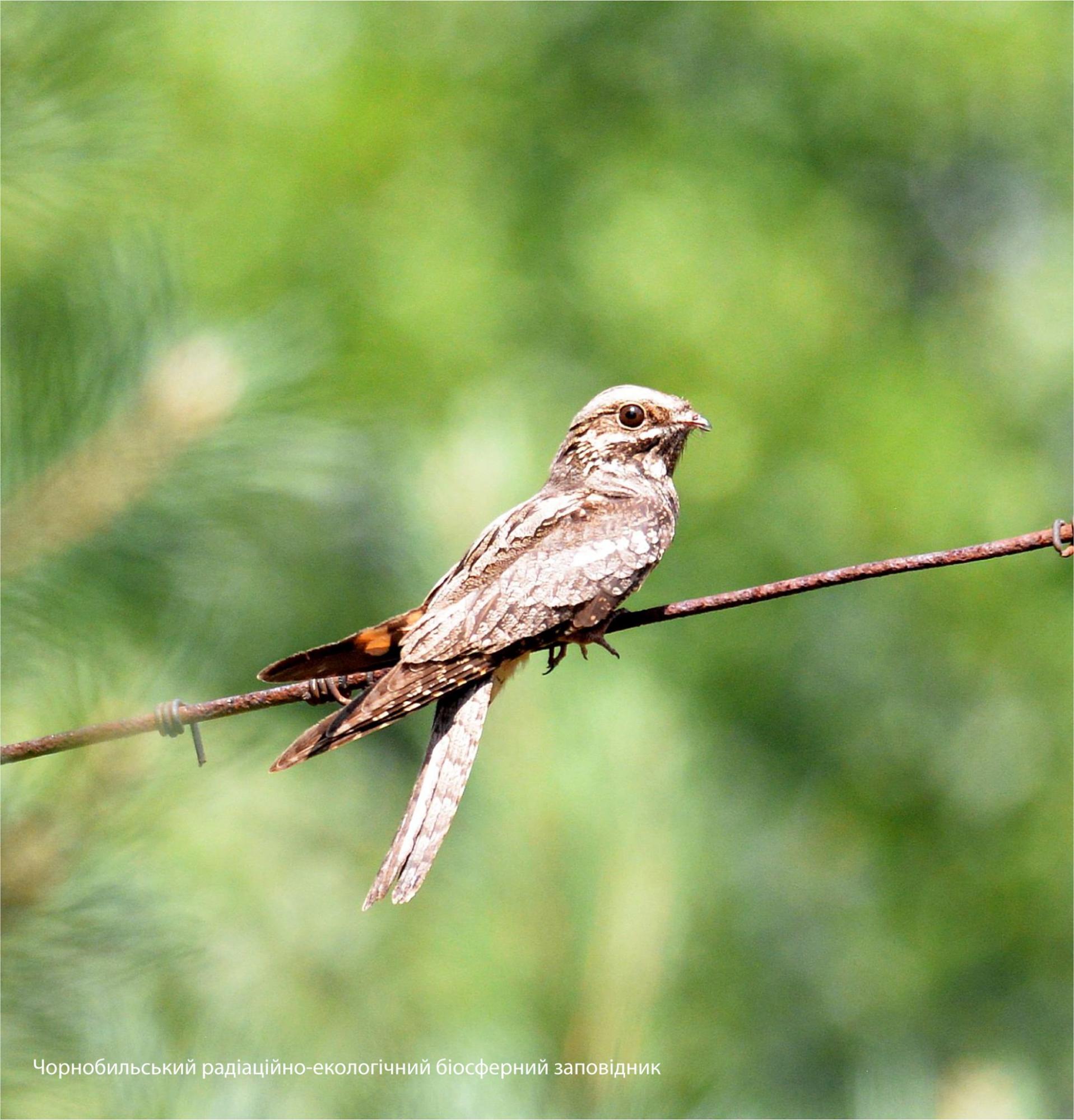 У Чорнобилі показали птаха-привида: дивовижні фото