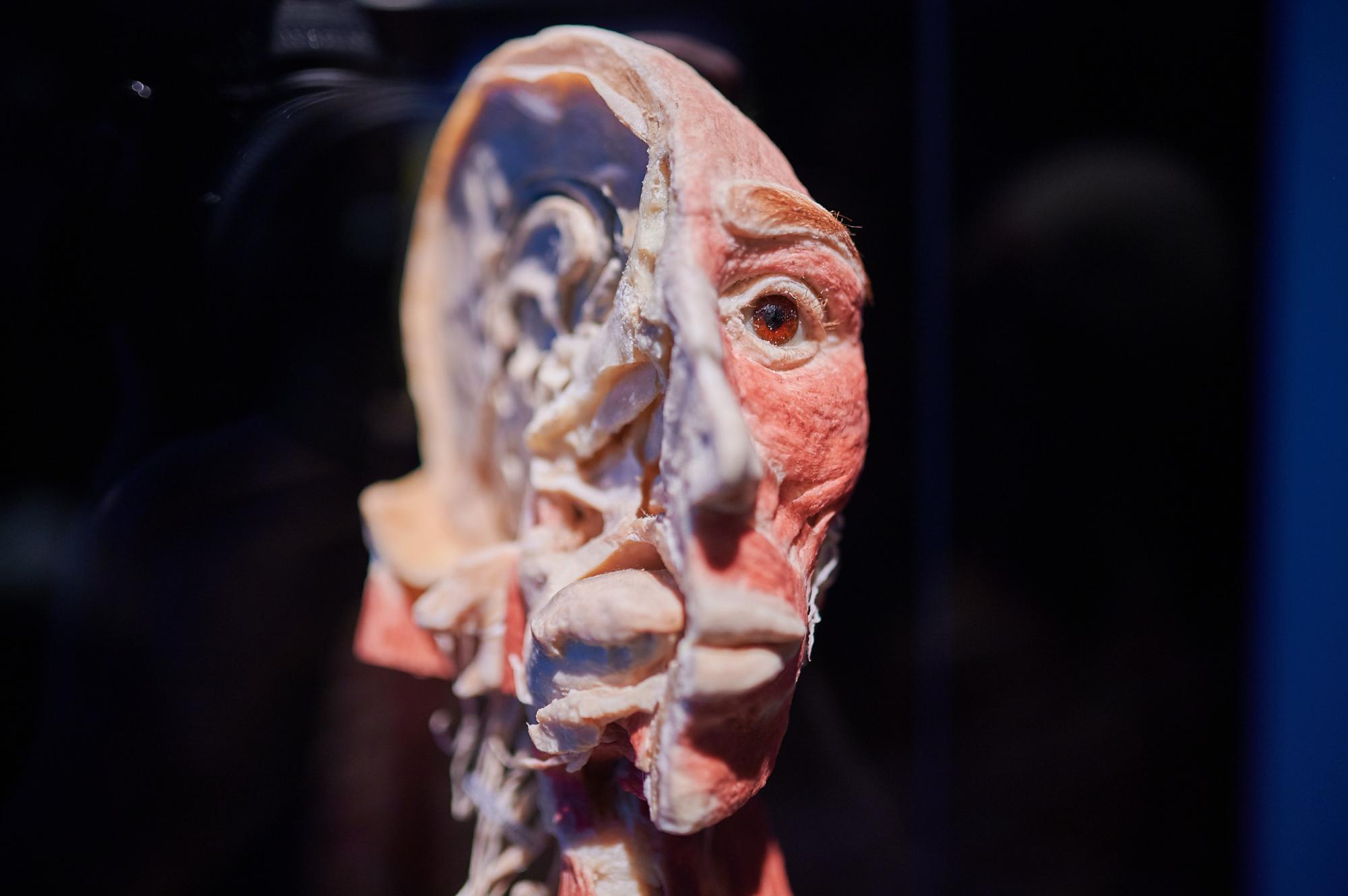 Шокирующая выставка тел остается в Киеве и устраивает "Ночь в музее"