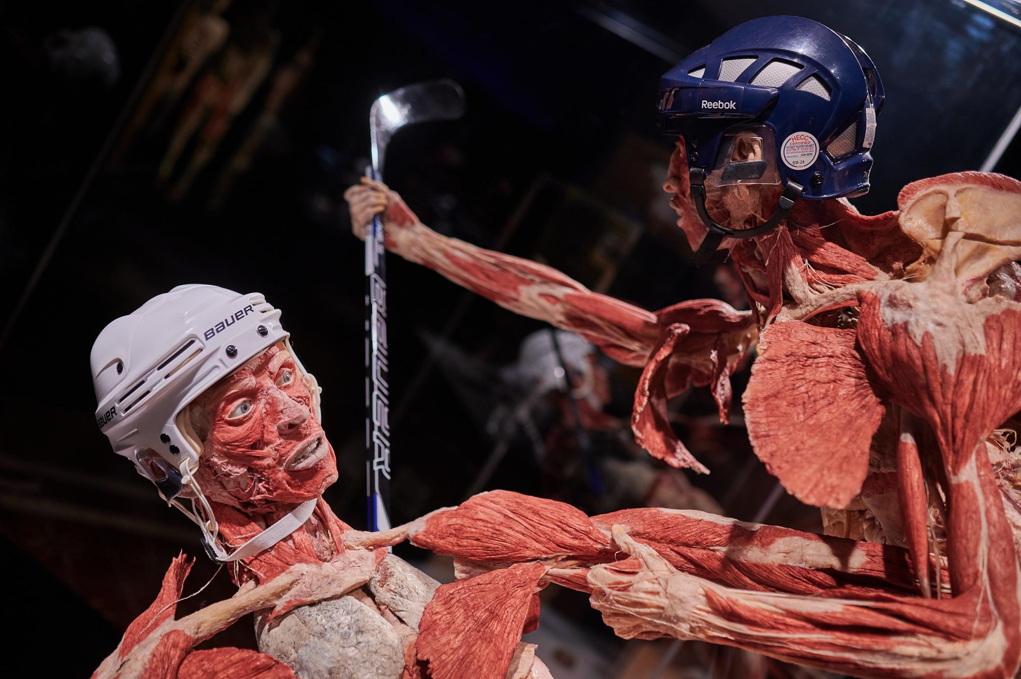 Шокирующая выставка тел остается в Киеве и устраивает "Ночь в музее"