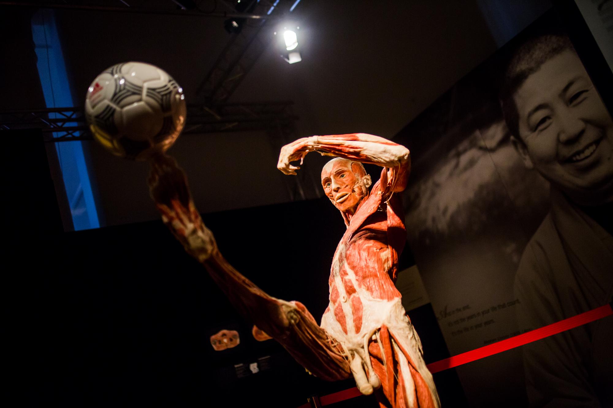 7 причин відвідати виставку Body Worlds — "Всесвіт тіла"
