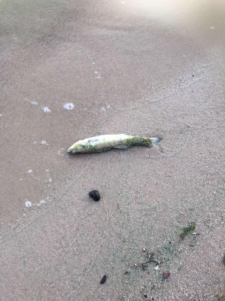 Під Києвом весь берег водосховища засипало мертвою рибою: сотні судаків