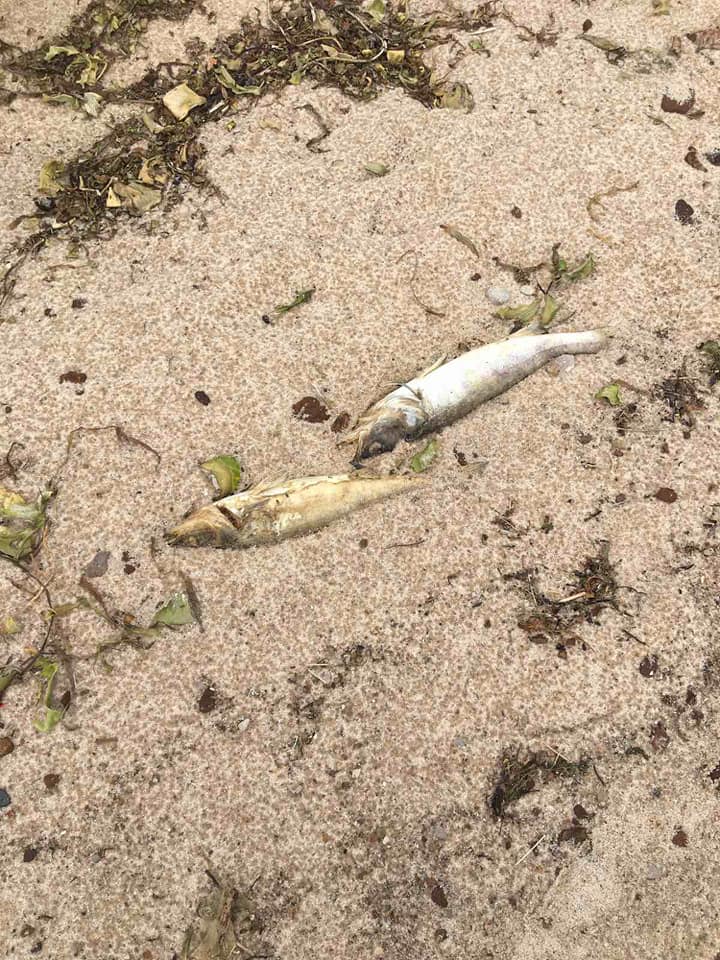 Під Києвом весь берег водосховища засипало мертвою рибою: сотні судаків