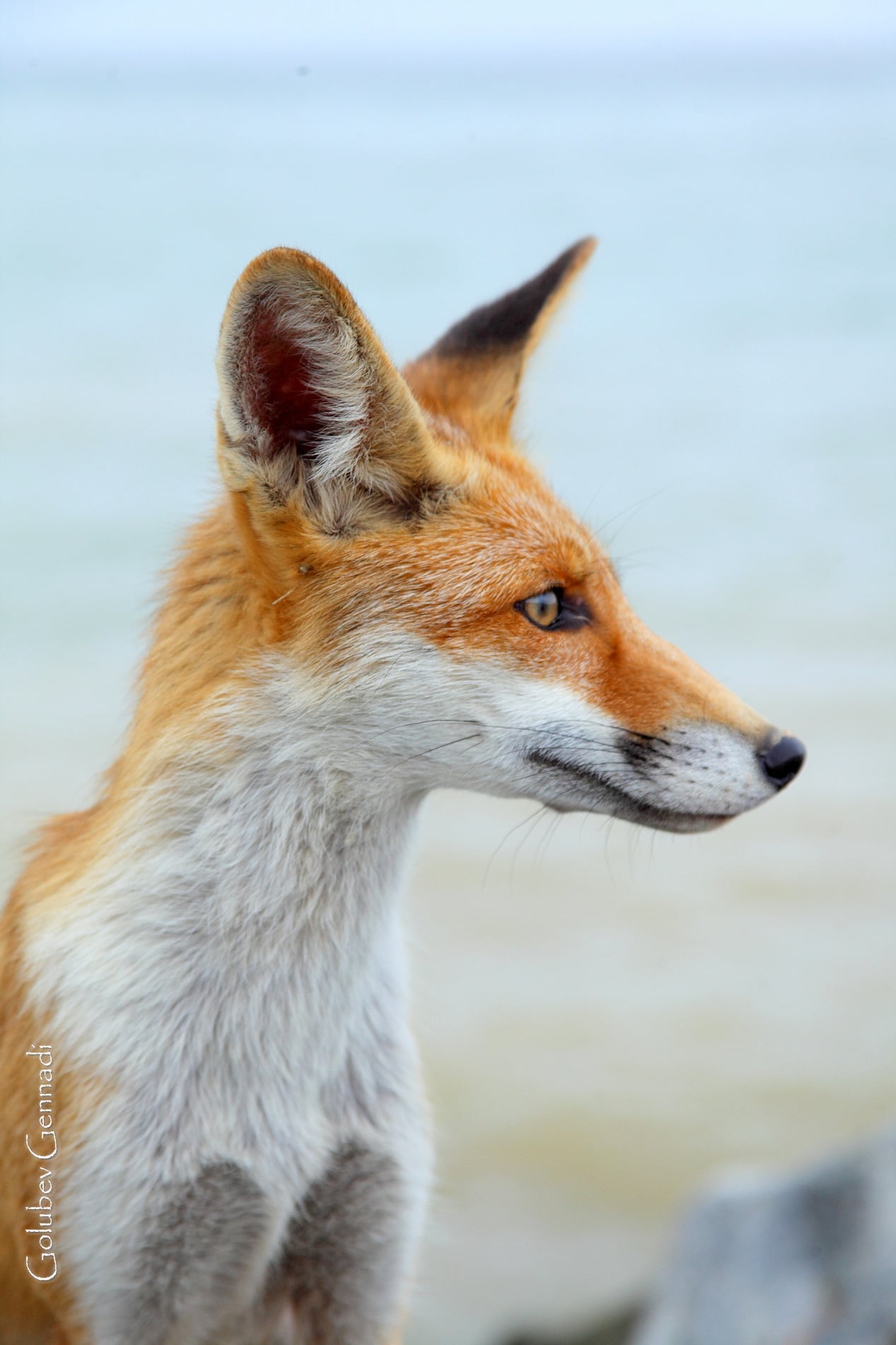 Под Одессой на пляже поселились лисы, которые не боятся людей: показали атмосферные фото