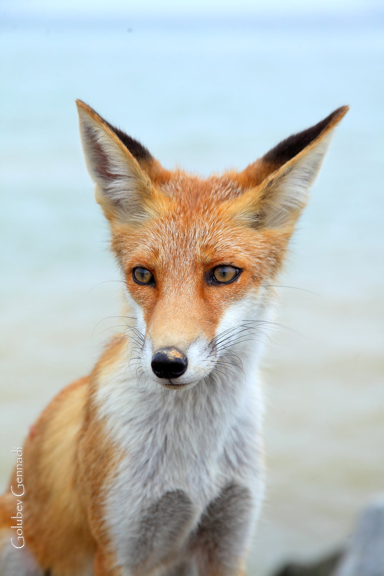 Під Одесою на пляжі оселилися лисиці, які не бояться людей: показали атмосферні фото